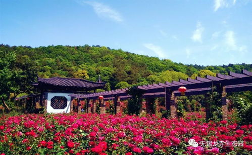 龍寺生態(tài)園99999株月季玫瑰齊綻放 暮春時(shí)節(jié)花正艷